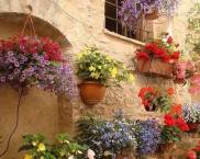 flower beds in the courtyard of a private house: photo