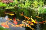 do-it-yourself fish pond step by step instructions