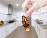 How to get rid of cockroaches in an apartment forever