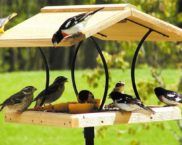 How to make a bird feeder with your own hands