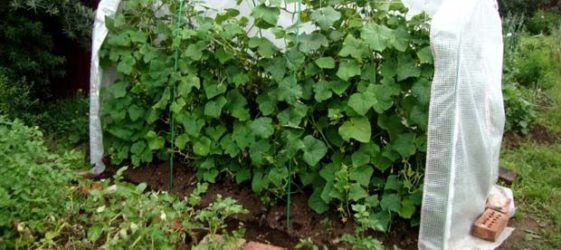 Do-it-yourself greenhouse for cucumbers: photo