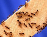 How to get rid of ants in your home