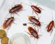 The most effective remedies for cockroaches in the apartment