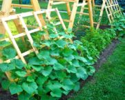 Tapestry for cucumbers