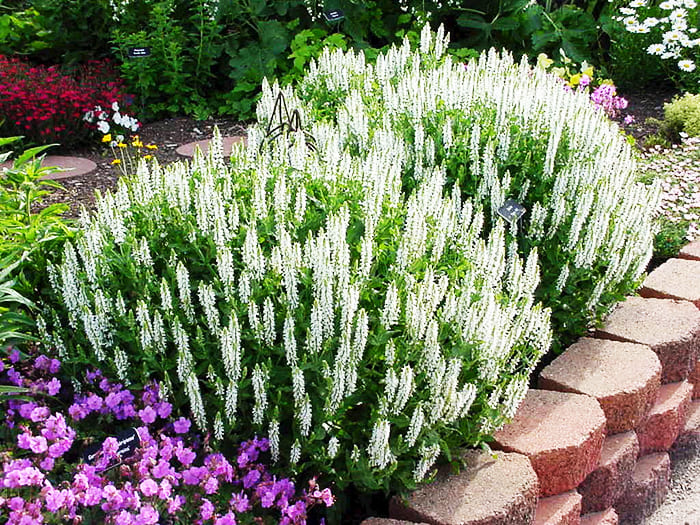 Beautiful bloom begins in June and ends in early autumn