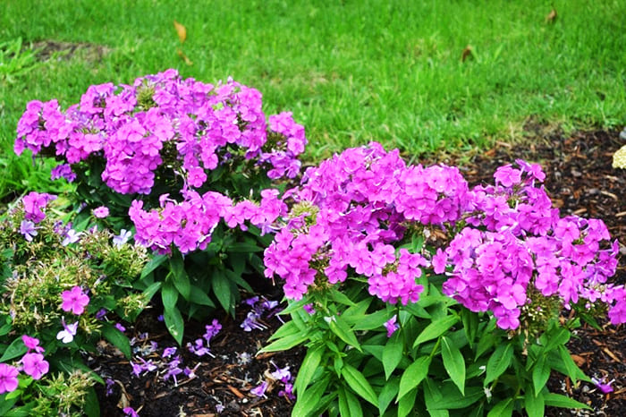 The flowering period of the Carolina phlox is very long, it is an excellent perennial for a summer residence, blooming all summer