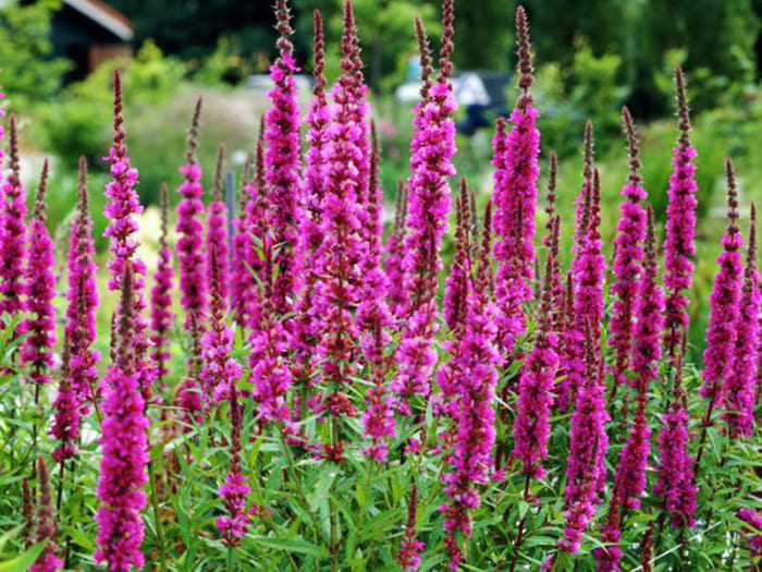 Willow-like loosestrife as a colorful spot in the garden