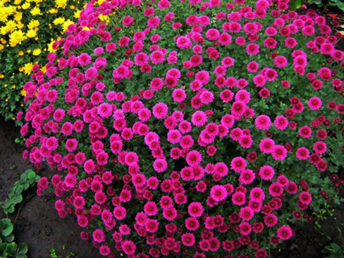 Autumn colors of garden bush chrysanthemum