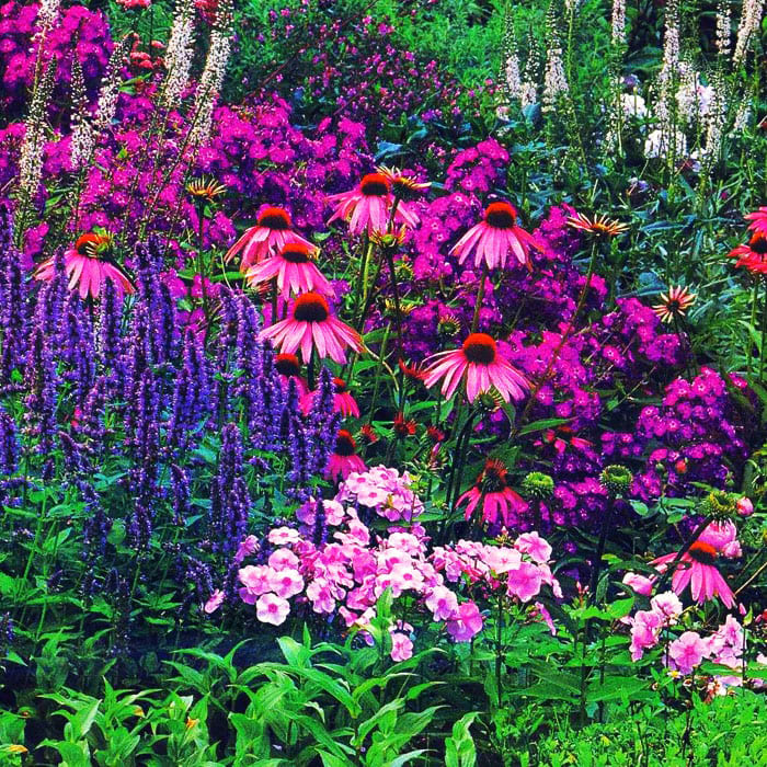 The selection of perennial flowers is large