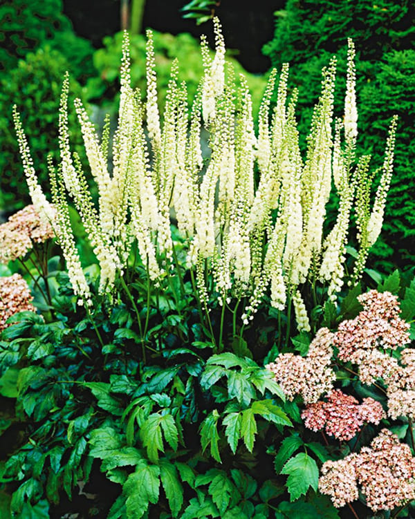 King of the flowerbed black cohosh (black cohosh or black cohosh)