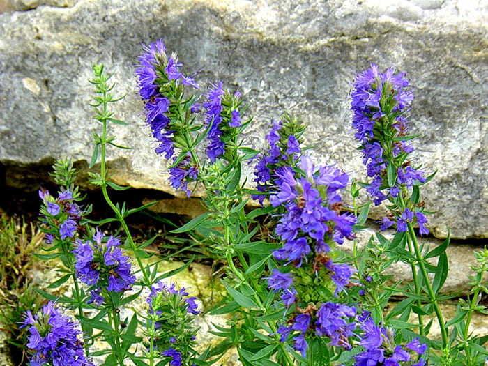 This perennial from the catalog of plants wintering outdoors