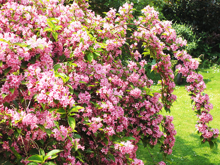 The shrub can grow to a height of 0.7-3 m, but this depends on the variety