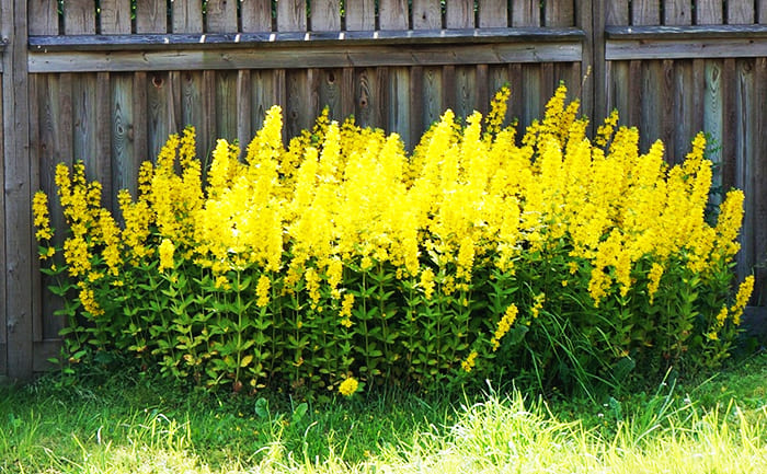 Another beautiful strong flower is the loosestrife. These are already other shades of yellow, sticking up like burning candles.